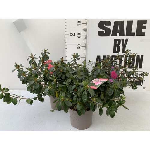 95 - THREE AZALEA JAPONICA SHRUBS IN VARIOUS PINKS GEISHA 'AMOENA', 'NANCY OF ROBIN HILL' AND 'FLORIDA' I... 