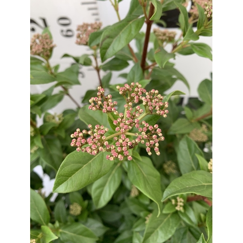 96 - TWO LARGE VIBURNUM TINUS SENSE IN 5 LTR POTS. APPROX 90CM IN HEIGHT. TO BE SOLD FOR THE TWO