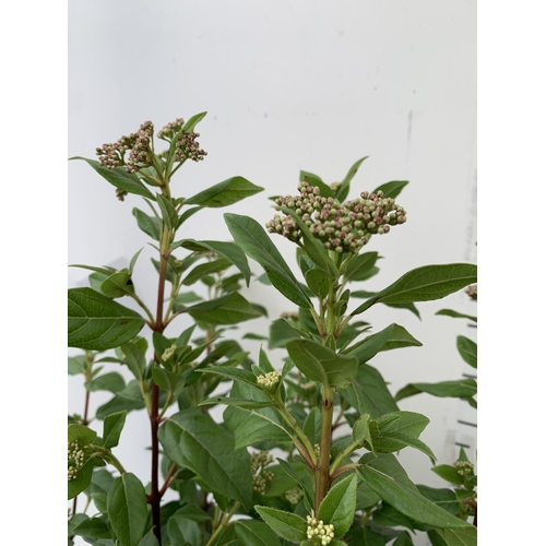 96 - TWO LARGE VIBURNUM TINUS SENSE IN 5 LTR POTS. APPROX 90CM IN HEIGHT. TO BE SOLD FOR THE TWO