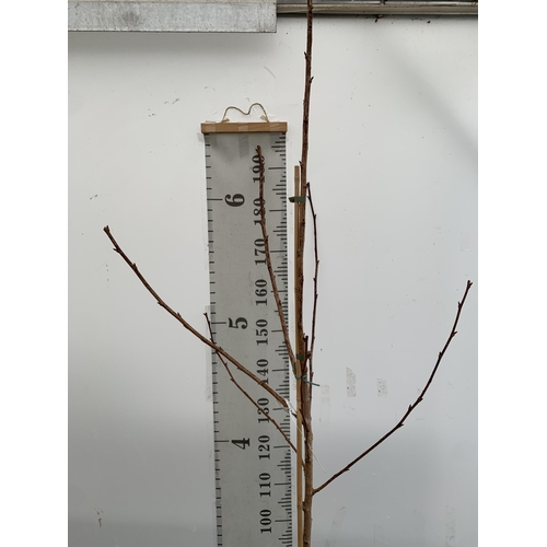 97 - ONE PRUNUS JAPANESE FLOWERING CHERRY 'ROYAL BURGUNDY' IN A 12 LTR POT. APPROX 230CM IN HEIGHT THIS C... 