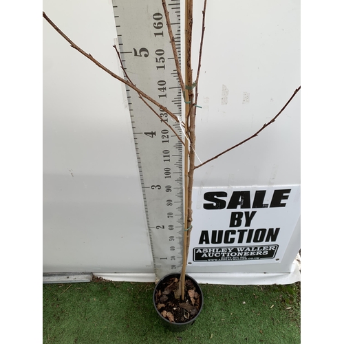 97 - ONE PRUNUS JAPANESE FLOWERING CHERRY 'ROYAL BURGUNDY' IN A 12 LTR POT. APPROX 230CM IN HEIGHT THIS C... 