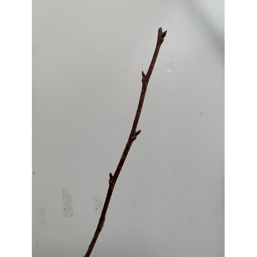 97 - ONE PRUNUS JAPANESE FLOWERING CHERRY 'ROYAL BURGUNDY' IN A 12 LTR POT. APPROX 230CM IN HEIGHT THIS C... 