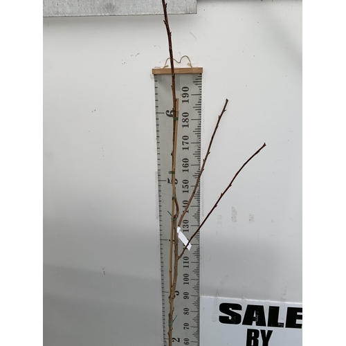 99 - ONE PRUNUS JAPANESE FLOWERING CHERRY 'ROYAL BURGUNDY' IN A 12 LTR POT. APPROX 220CM IN HEIGHT THIS C... 