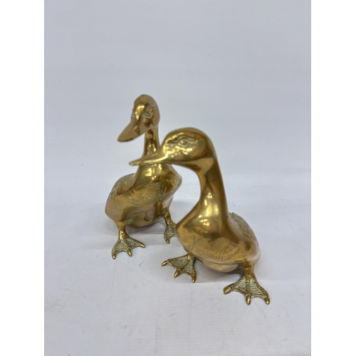 1287 - TWO LARGE HEAVY BRASS DUCKS - 10 INCH LONG