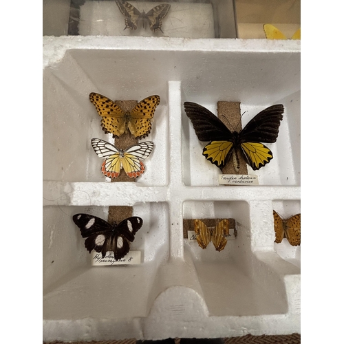 1299 - TWELVE TAXIDERMY BUTTERFLIES