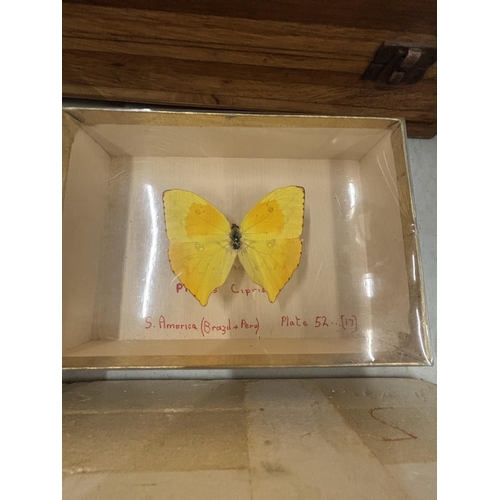 1299 - TWELVE TAXIDERMY BUTTERFLIES