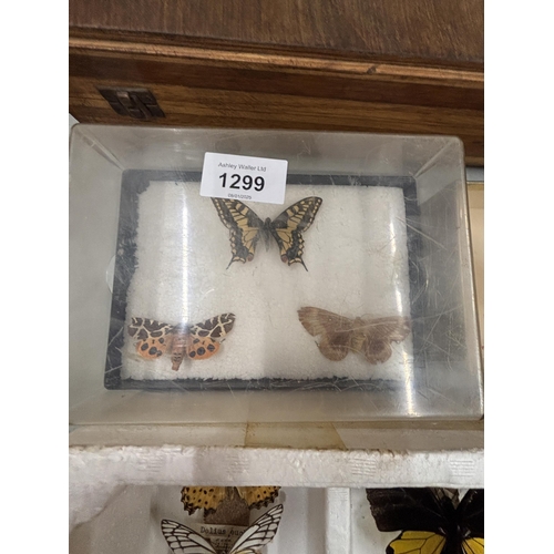 1299 - TWELVE TAXIDERMY BUTTERFLIES