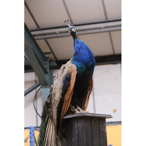 58 - A TAXIDERMY PEACOCK WITH MAGNIFICENT TAIL FEATHERS ON A WOODEN COLUMN