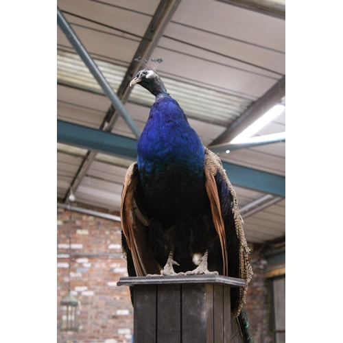 58 - A TAXIDERMY PEACOCK WITH MAGNIFICENT TAIL FEATHERS ON A WOODEN COLUMN