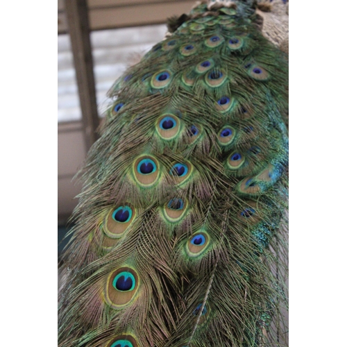 58 - A TAXIDERMY PEACOCK WITH MAGNIFICENT TAIL FEATHERS ON A WOODEN COLUMN