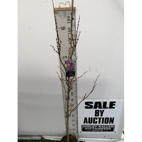 1 - ONE CERCIS CHINENSIS - CHINESE REDBUD 'AVONDALE'. A LARGE DECIDUOUS TREE IN BUD WITH EARLY HEART SHA... 