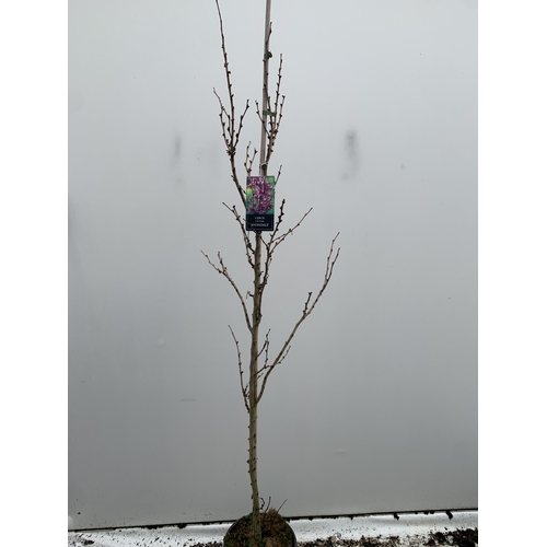 1 - ONE CERCIS CHINENSIS - CHINESE REDBUD 'AVONDALE'. A LARGE DECIDUOUS TREE IN BUD WITH EARLY HEART SHA... 