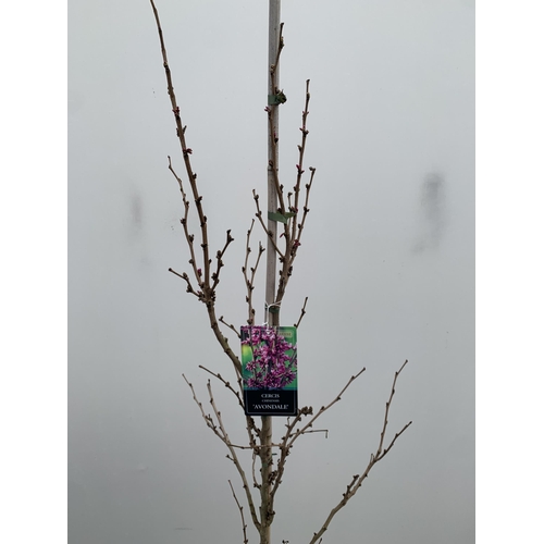 1 - ONE CERCIS CHINENSIS - CHINESE REDBUD 'AVONDALE'. A LARGE DECIDUOUS TREE IN BUD WITH EARLY HEART SHA... 