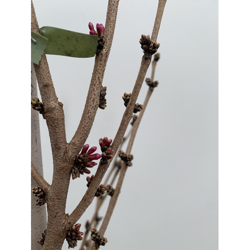 1 - ONE CERCIS CHINENSIS - CHINESE REDBUD 'AVONDALE'. A LARGE DECIDUOUS TREE IN BUD WITH EARLY HEART SHA... 