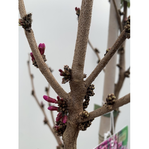 1 - ONE CERCIS CHINENSIS - CHINESE REDBUD 'AVONDALE'. A LARGE DECIDUOUS TREE IN BUD WITH EARLY HEART SHA... 