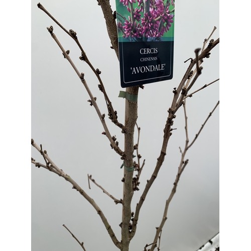 1 - ONE CERCIS CHINENSIS - CHINESE REDBUD 'AVONDALE'. A LARGE DECIDUOUS TREE IN BUD WITH EARLY HEART SHA... 