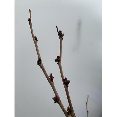 1 - ONE CERCIS CHINENSIS - CHINESE REDBUD 'AVONDALE'. A LARGE DECIDUOUS TREE IN BUD WITH EARLY HEART SHA... 