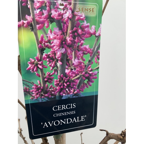 1 - ONE CERCIS CHINENSIS - CHINESE REDBUD 'AVONDALE'. A LARGE DECIDUOUS TREE IN BUD WITH EARLY HEART SHA... 