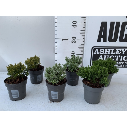 10 - SIX VARIETIES OF HEBES IN 9CM POTS. APPROX 20-30CM IN HEIGHT TO BE SOLD FOR THE SIX