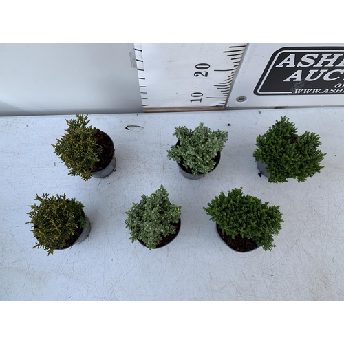 10 - SIX VARIETIES OF HEBES IN 9CM POTS. APPROX 20-30CM IN HEIGHT TO BE SOLD FOR THE SIX