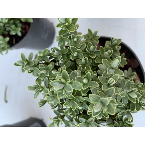 10 - SIX VARIETIES OF HEBES IN 9CM POTS. APPROX 20-30CM IN HEIGHT TO BE SOLD FOR THE SIX