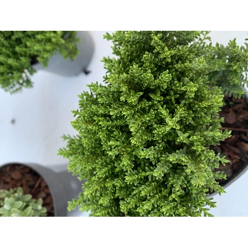 10 - SIX VARIETIES OF HEBES IN 9CM POTS. APPROX 20-30CM IN HEIGHT TO BE SOLD FOR THE SIX