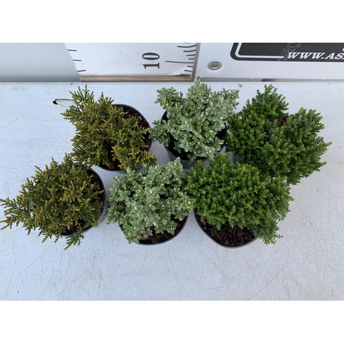 10 - SIX VARIETIES OF HEBES IN 9CM POTS. APPROX 20-30CM IN HEIGHT TO BE SOLD FOR THE SIX