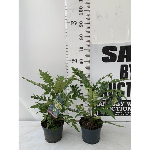 11 - TWO MAHONIA MEDIA 'CHARITY' PLANTS IN 5 LTR POTS. APPROX 60CM IN HEIGHT TO BE SOLD FOR THE TWO