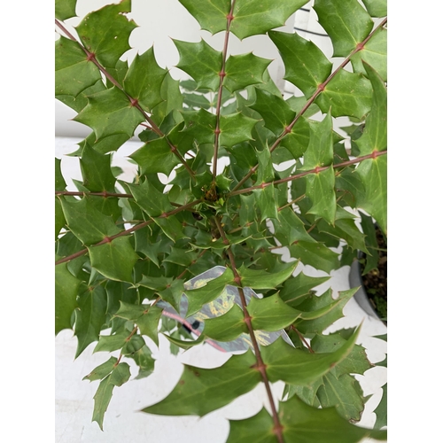 11 - TWO MAHONIA MEDIA 'CHARITY' PLANTS IN 5 LTR POTS. APPROX 60CM IN HEIGHT TO BE SOLD FOR THE TWO