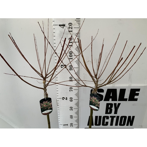 12 - TWO SALIX INTEGRA HAKURO- NISHIKI IN 3 LTR POTS. APPROX 130CM IN HEIGHT TO BE SOLD FOR THE TWO