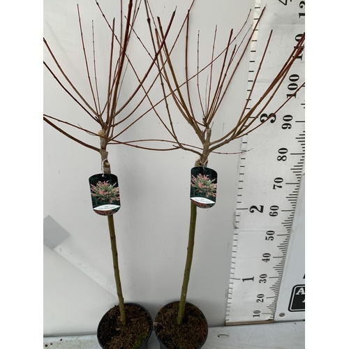 12 - TWO SALIX INTEGRA HAKURO- NISHIKI IN 3 LTR POTS. APPROX 130CM IN HEIGHT TO BE SOLD FOR THE TWO