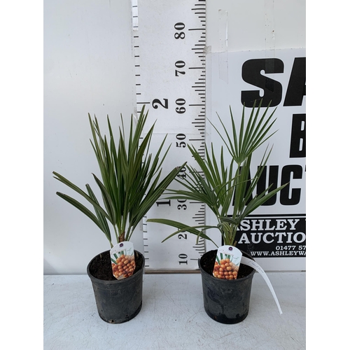 122 - TWO CHAMAEROPS HUMILIS PLANTS IN 2 LTR POTS. APPROX 60CM IN HEIGHT TO BE SOLD FOR THE TWO