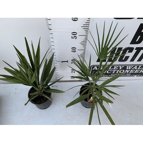 122 - TWO CHAMAEROPS HUMILIS PLANTS IN 2 LTR POTS. APPROX 60CM IN HEIGHT TO BE SOLD FOR THE TWO