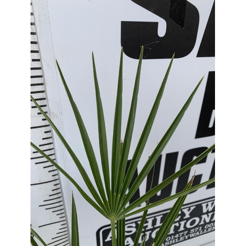 122 - TWO CHAMAEROPS HUMILIS PLANTS IN 2 LTR POTS. APPROX 60CM IN HEIGHT TO BE SOLD FOR THE TWO