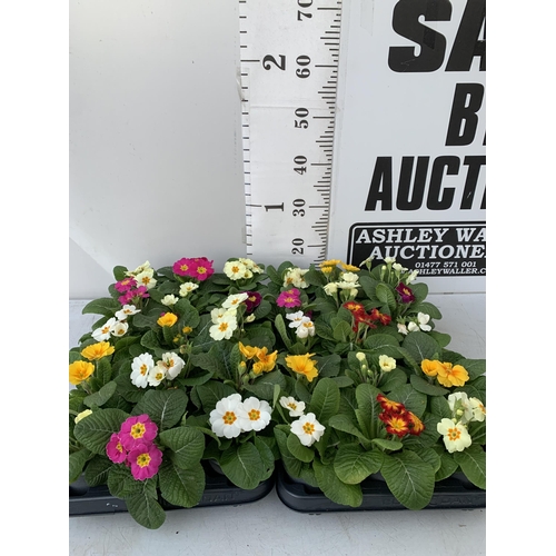 123 - TWO TRAYS OF THIRTY MIXED COLOUR PRIMULA PLANTS IN 9CM POTS, TO BE SOLD FOR THE THIRTY