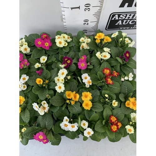 123 - TWO TRAYS OF THIRTY MIXED COLOUR PRIMULA PLANTS IN 9CM POTS, TO BE SOLD FOR THE THIRTY