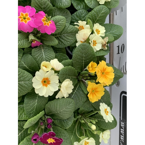 123 - TWO TRAYS OF THIRTY MIXED COLOUR PRIMULA PLANTS IN 9CM POTS, TO BE SOLD FOR THE THIRTY