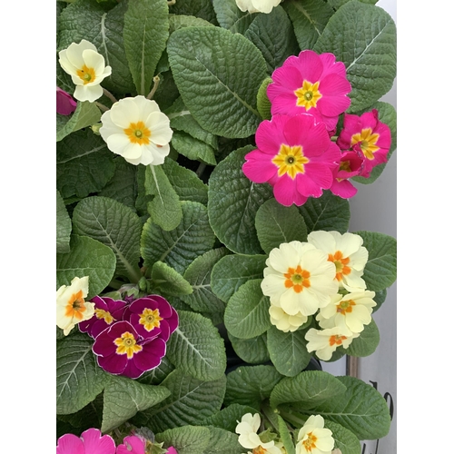 123 - TWO TRAYS OF THIRTY MIXED COLOUR PRIMULA PLANTS IN 9CM POTS, TO BE SOLD FOR THE THIRTY