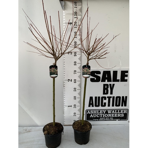 124 - TWO SALIX INTEGRA HAKURO- NISHIKI IN 3 LTR POTS. APPROX 130- 140CM IN HEIGHT TO BE SOLD FOR THE TWO