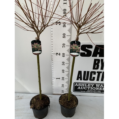 124 - TWO SALIX INTEGRA HAKURO- NISHIKI IN 3 LTR POTS. APPROX 130- 140CM IN HEIGHT TO BE SOLD FOR THE TWO