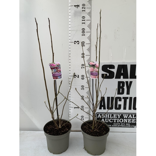 125 - TWO LARGE MAGNOLIA VARIETIES IN BUD- DARK PINK 'CLEOPATRA' AND LIGHT PINK 'PINK ICE'. IN 5 LTR POTS ... 