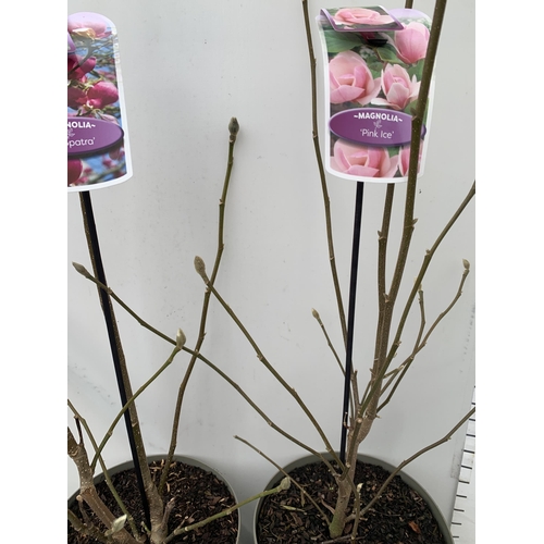 125 - TWO LARGE MAGNOLIA VARIETIES IN BUD- DARK PINK 'CLEOPATRA' AND LIGHT PINK 'PINK ICE'. IN 5 LTR POTS ... 