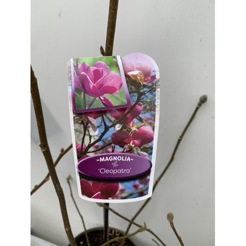 125 - TWO LARGE MAGNOLIA VARIETIES IN BUD- DARK PINK 'CLEOPATRA' AND LIGHT PINK 'PINK ICE'. IN 5 LTR POTS ... 