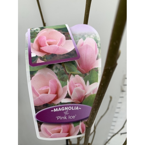 125 - TWO LARGE MAGNOLIA VARIETIES IN BUD- DARK PINK 'CLEOPATRA' AND LIGHT PINK 'PINK ICE'. IN 5 LTR POTS ... 