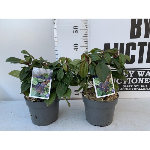 126 - TWO VIBURNUM DAVIDII IN 2 LTR POTS. HAS VIBRANT BLACK BERRIES IN SUMMER. APPROX 40CM IN HEIGHT TO BE... 