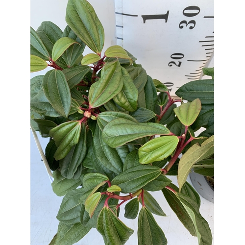 126 - TWO VIBURNUM DAVIDII IN 2 LTR POTS. HAS VIBRANT BLACK BERRIES IN SUMMER. APPROX 40CM IN HEIGHT TO BE... 