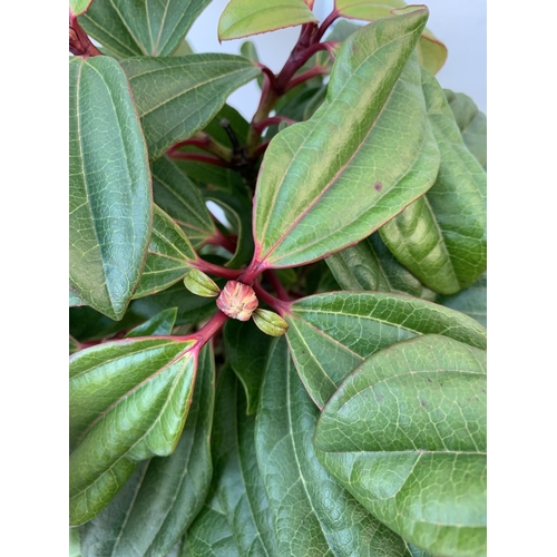 126 - TWO VIBURNUM DAVIDII IN 2 LTR POTS. HAS VIBRANT BLACK BERRIES IN SUMMER. APPROX 40CM IN HEIGHT TO BE... 