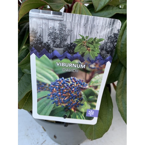 126 - TWO VIBURNUM DAVIDII IN 2 LTR POTS. HAS VIBRANT BLACK BERRIES IN SUMMER. APPROX 40CM IN HEIGHT TO BE... 