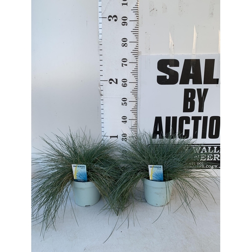 127 - TWO FESTUCA GLAUCA 'INTENSE BLUE' GRASSES IN 2 LTR POTS. APPROX 40CM IN HEIGHT, TO BE SOLD FOR THE T... 