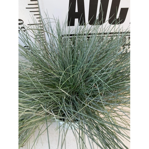 127 - TWO FESTUCA GLAUCA 'INTENSE BLUE' GRASSES IN 2 LTR POTS. APPROX 40CM IN HEIGHT, TO BE SOLD FOR THE T... 